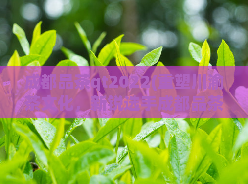 成都品茶qt2022(重塑川渝茶文化，新锐选手成都品茶QT2022全新发布)