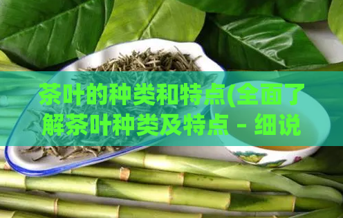 茶叶的种类和特点(全面了解茶叶种类及特点 – 细说茶叶品种与特色)