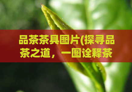 品茶茶具图片(探寻品茶之道，一图诠释茶具之美)