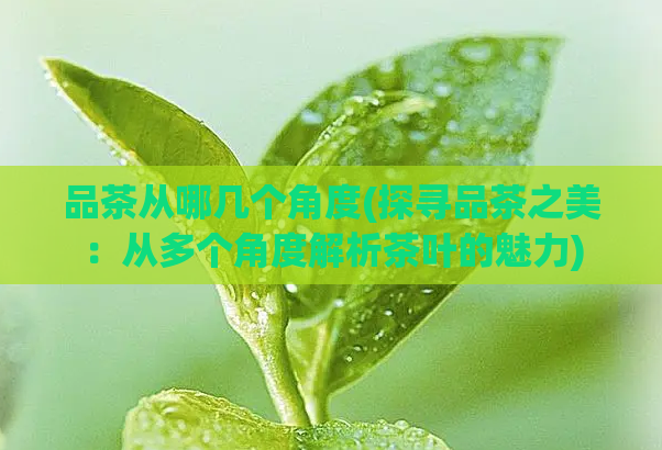 品茶从哪几个角度(探寻品茶之美：从多个角度解析茶叶的魅力)