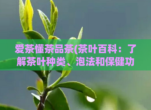 爱茶懂茶品茶(茶叶百科:了解茶叶种类、泡法和保健功效)