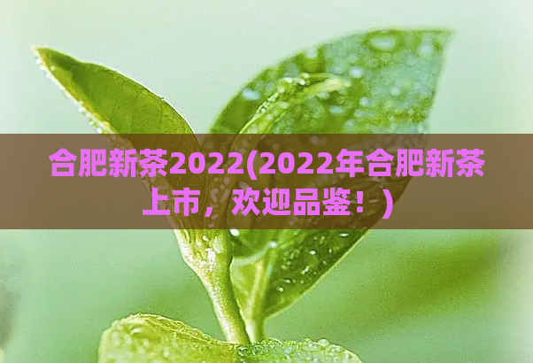 合肥新茶2022(2022年合肥新茶上市，欢迎品鉴！)