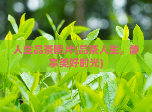 人生品茶图片(品茶人生，静享美好时光)