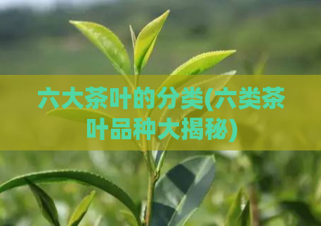 六大茶叶的分类(六类茶叶品种大揭秘)