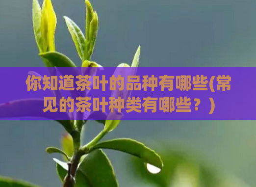 你知道茶叶的品种有哪些(常见的茶叶种类有哪些?)