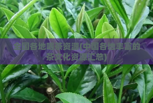 全国各地喝茶资源(中国各地丰富的茶文化资源汇总)