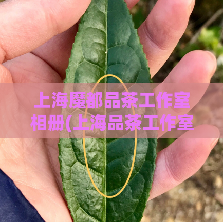 上海魔都品茶工作室相册(上海品茶工作室的美丽相册)