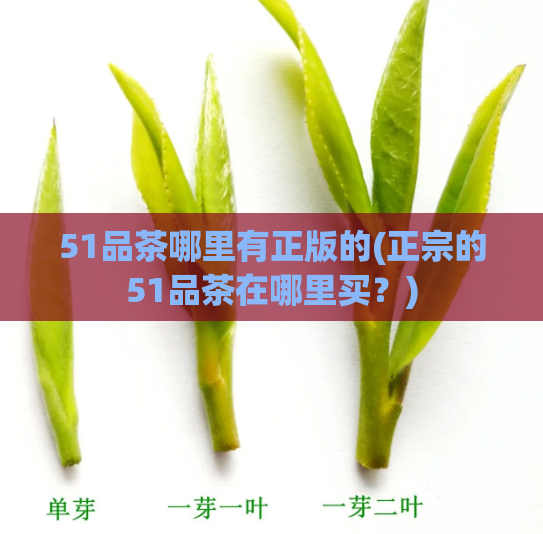 51品茶哪里有正版的(正宗的51品茶在哪里买？)