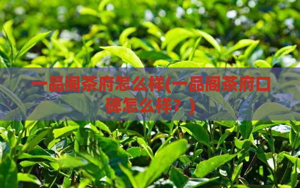 一品阁茶府怎么样(一品阁茶府口碑怎么样？)