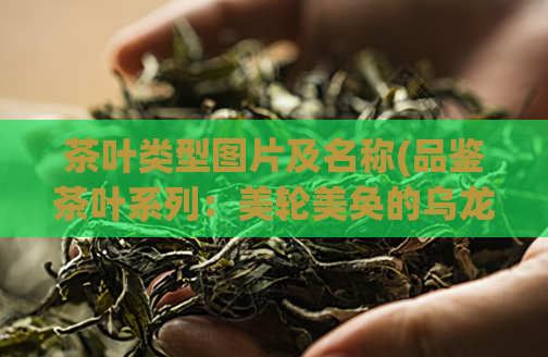 茶叶类型图片及名称(品鉴茶叶系列：美轮美奂的乌龙茶。)