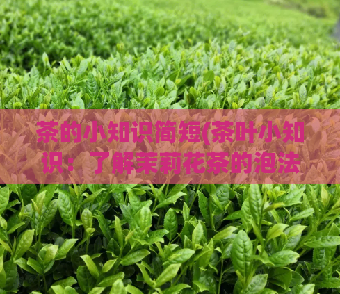 茶的小知识简短(茶叶小知识:了解茉莉花茶的泡法与禁忌)