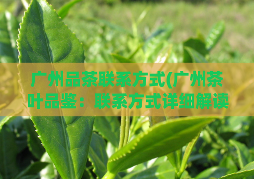 广州品茶联系方式(广州茶叶品鉴：联系方式详细解读)