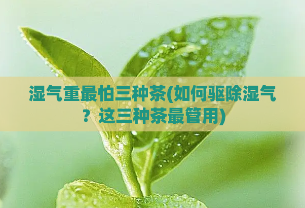 湿气重最怕三种茶(如何驱除湿气?这三种茶最管用)