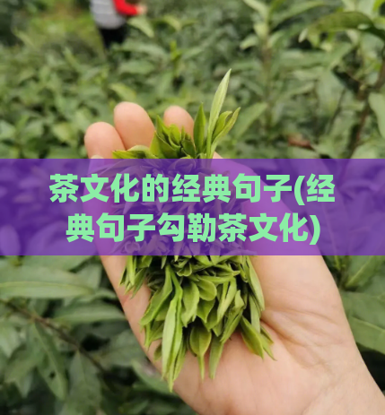 茶文化的经典句子(经典句子勾勒茶文化)