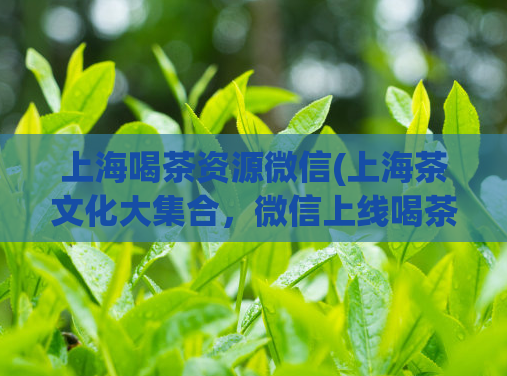 上海喝茶资源微信(上海茶文化大集合,微信上线喝茶资源,让你走进茶道世界)