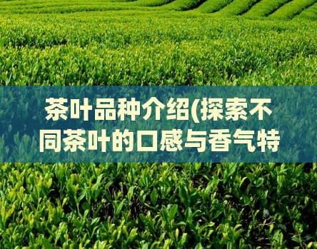 茶叶品种介绍(探索不同茶叶的口感与香气特点)