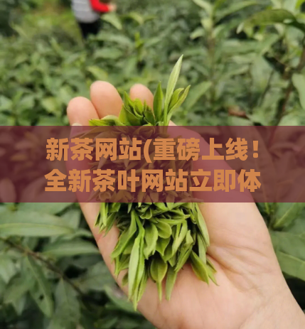新茶网站(重磅上线!全新茶叶网站立即体验)