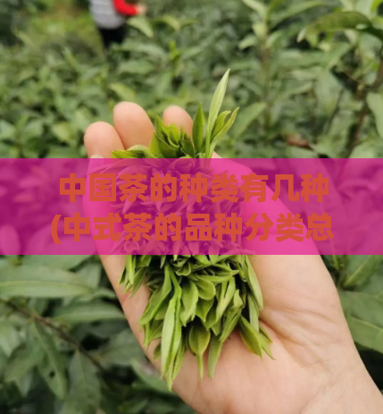 中国茶的种类有几种(中式茶的品种分类总结)