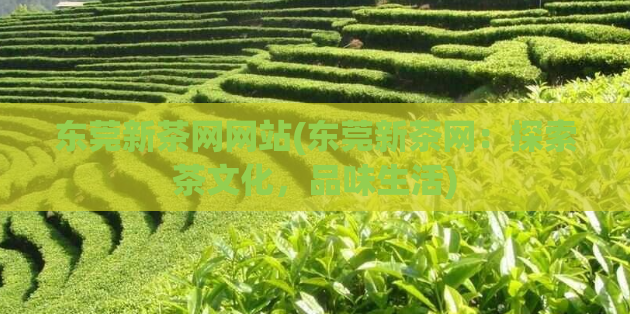 东莞新茶网网站(东莞新茶网:探索茶文化,品味生活)