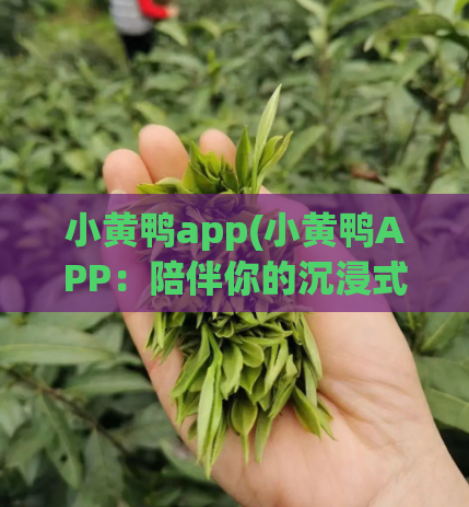 小黄鸭app(小黄鸭APP:陪伴你的沉浸式学习管家)
