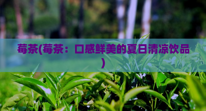 莓茶(莓茶:口感鲜美的夏日清凉饮品)
