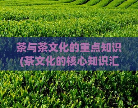 茶与茶文化的重点知识(茶文化的核心知识汇总)
