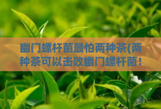 幽门螺杆菌最怕两种茶(两种茶可以击败幽门螺杆菌！)