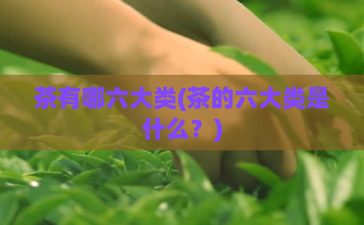 茶有哪六大类(茶的六大类是什么?)