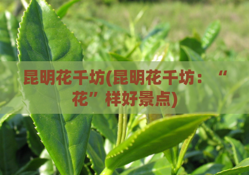 昆明花千坊(昆明花千坊：“花”样好景点)