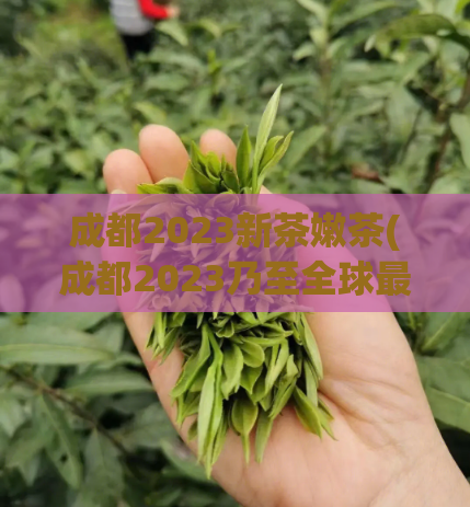 成都2023新茶嫩茶(成都2023乃至全球最优质新茶，你绝不想错过这个品尝机会！)