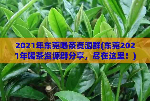 2021年东莞喝茶资源群(东莞2021年喝茶资源群分享，尽在这里！)