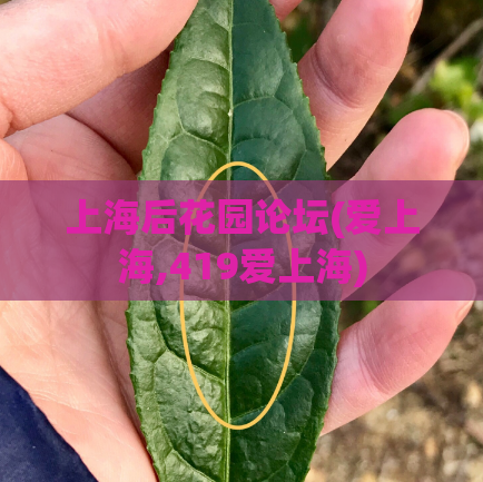 上海后花园论坛(爱上海,419爱上海)