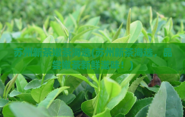 苏州新茶嫩茶海选(苏州新茶海选，品尝嫩茶新鲜滋味！)