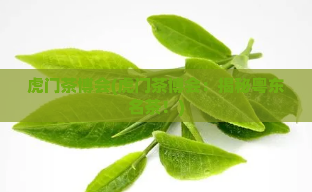 虎门茶博会(虎门茶博会：揭秘粤东名茶！)
