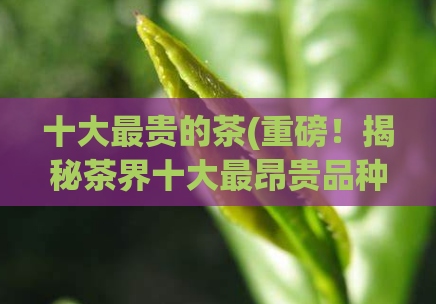 十大最贵的茶(重磅!揭秘茶界十大最昂贵品种,第一名价格超乎想象!)