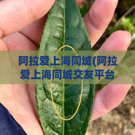 阿拉爱上海同城(阿拉爱上海同城交友平台，让你的单身生活不再孤独)