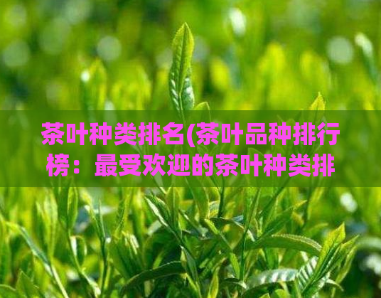 茶叶种类排名(茶叶品种排行榜:最受欢迎的茶叶种类排名)