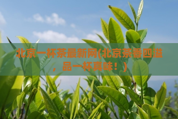 北京一杯茶最新网(北京茶香四溢，品一杯真味！)
