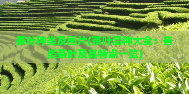 茶叶种类及图片(茶叶品种大全:各类茶叶及其特点一览)