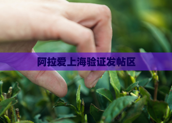 阿拉爱上海验证发帖区