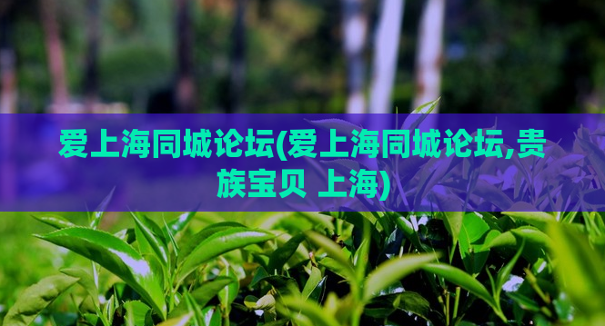 爱上海同城论坛(爱上海同城论坛,贵族宝贝 上海)