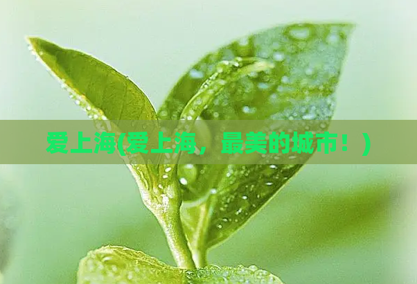 爱上海(爱上海,最美的城市!)