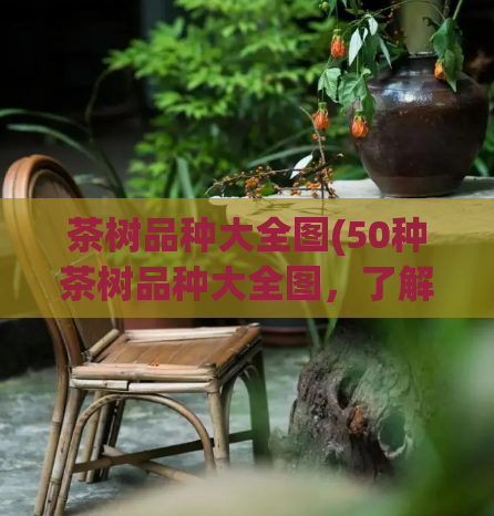 茶树品种大全图(50种茶树品种大全图，了解你喝的是哪种茶叶！)