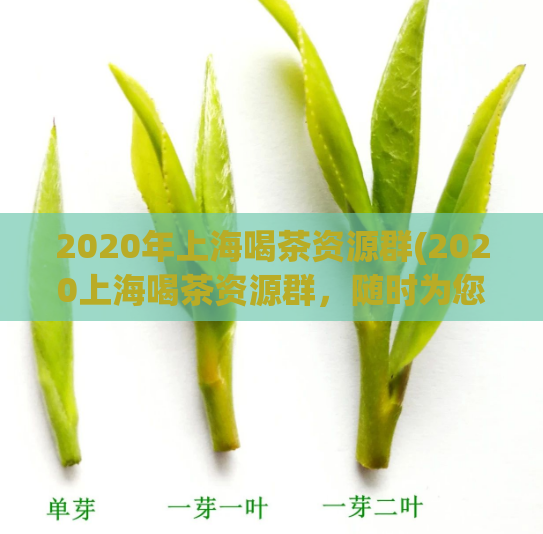 2020年上海喝茶资源群(2020上海喝茶资源群，随时为您解渴)