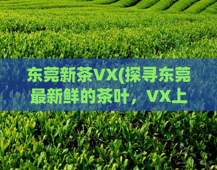 东莞新茶VX(探寻东莞最新鲜的茶叶，VX上线啦！)