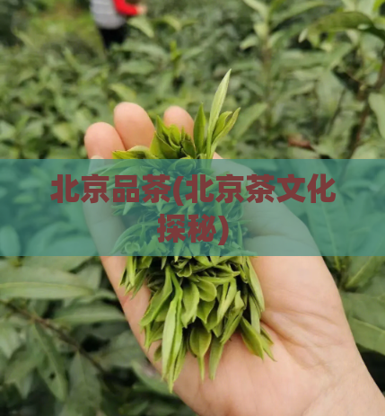 北京品茶(北京茶文化探秘)
