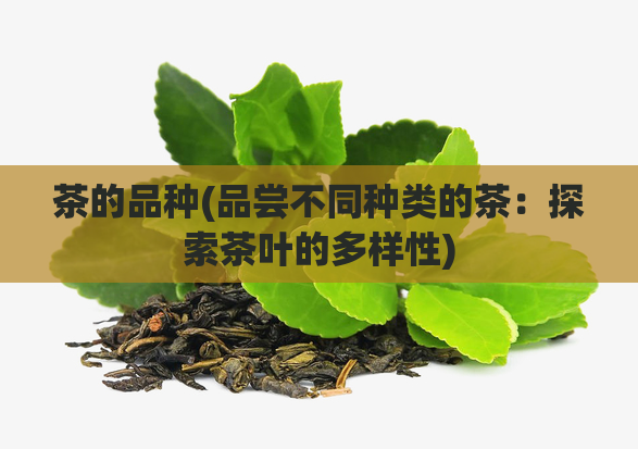 茶的品种(品尝不同种类的茶:探索茶叶的多样性)