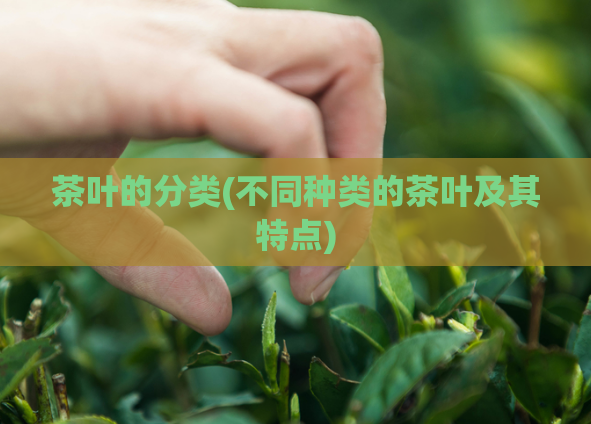 茶叶的分类(不同种类的茶叶及其特点)