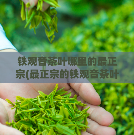 铁观音茶叶哪里的最正宗(最正宗的铁观音茶叶产地在哪里?)
