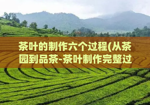 茶叶的制作六个过程(从茶园到品茶-茶叶制作完整过程)